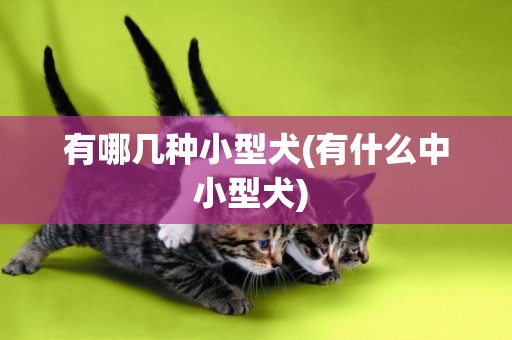 有哪幾種小型犬(有什么中小型犬) 