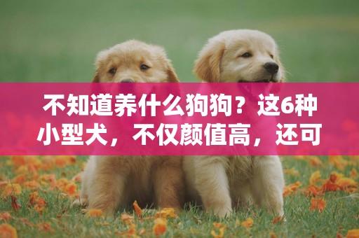 不知道養什么狗狗？這6種小型犬，不僅顏值高，還可用作看家護院 