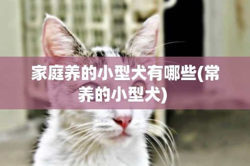家庭養的小型犬有哪些(常養的小型犬) 