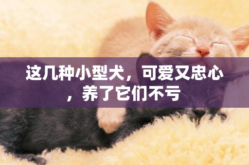 這幾種小型犬，可愛又忠心，養了它們不虧 