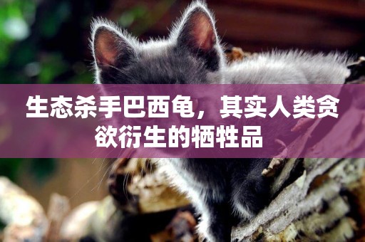 生態殺手巴西龜，其實人類貪欲衍生的犧牲品 