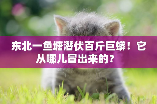 東北一魚塘潛伏百斤巨蟒！它從哪兒冒出來的？ 