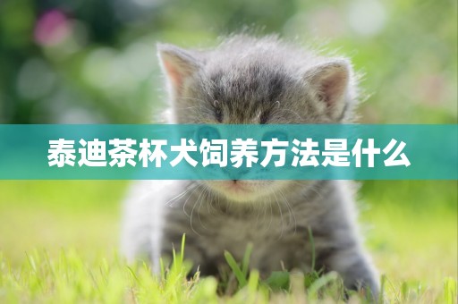 泰迪茶杯犬飼養方法是什么