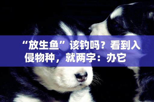 “放生魚”該釣嗎？看到入侵物種，就兩字：辦它 