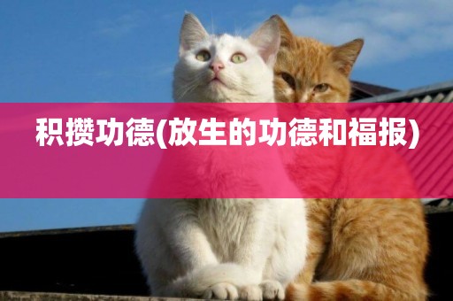 積攢功德(放生的功德和福報) 