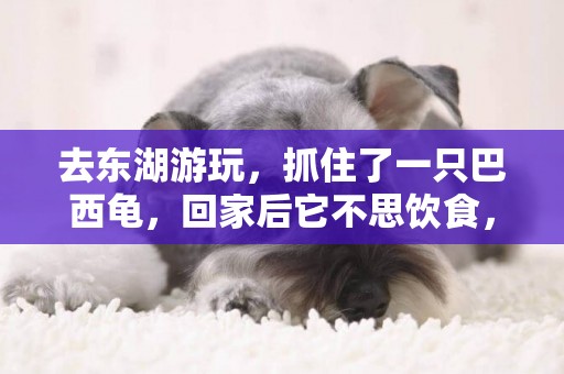 去東湖游玩，抓住了一只巴西龜，回家后它不思飲食，只好又放生了 