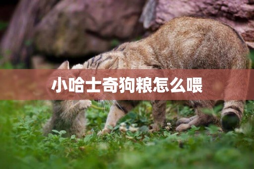 小哈士奇狗糧怎么喂