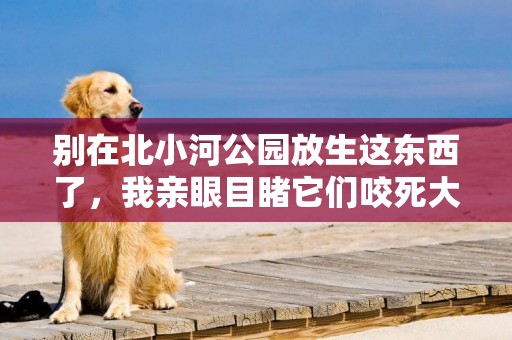 別在北小河公園放生這東西了，我親眼目睹它們咬死大魚！ 