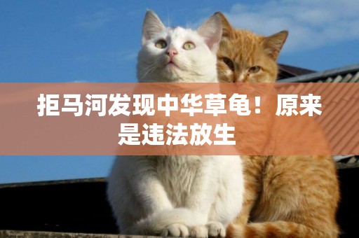 拒馬河發現中華草龜！原來是違法放生 