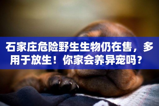 石家莊危險野生生物仍在售，多用于放生！你家會養異寵嗎？ 