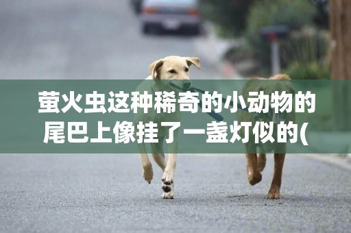 螢火蟲這種稀奇的小動物的尾巴上像掛了一盞燈似的(稀奇搜索) 
