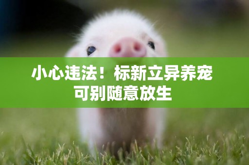 小心違法！標新立異養寵 可別隨意放生 
