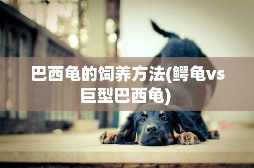 巴西龜的飼養方法(鱷龜vs巨型巴西龜) 