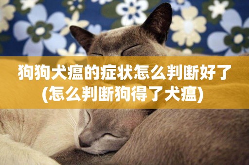 狗狗犬瘟的癥狀怎么判斷好了(怎么判斷狗得了犬瘟) 