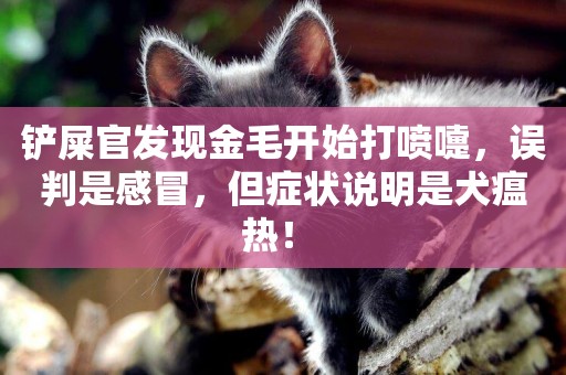鏟屎官發現金毛開始打噴嚏，誤判是感冒，但癥狀說明是犬瘟熱！ 