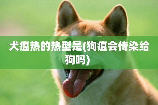 犬瘟熱的熱型是(狗瘟會傳染給狗嗎) 