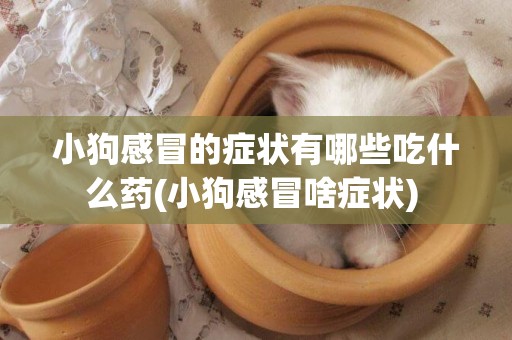 小狗感冒的癥狀有哪些吃什么藥(小狗感冒啥癥狀) 