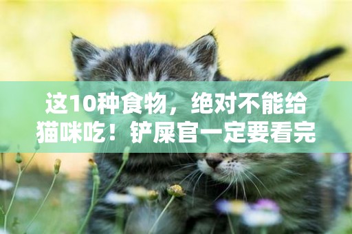這10種食物，絕對不能給貓咪吃！鏟屎官一定要看完 