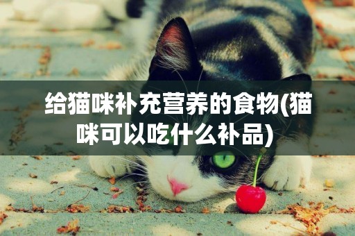 給貓咪補充營養的食物(貓咪可以吃什么補品) 