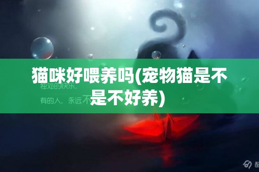 貓咪好喂養嗎(寵物貓是不是不好養) 