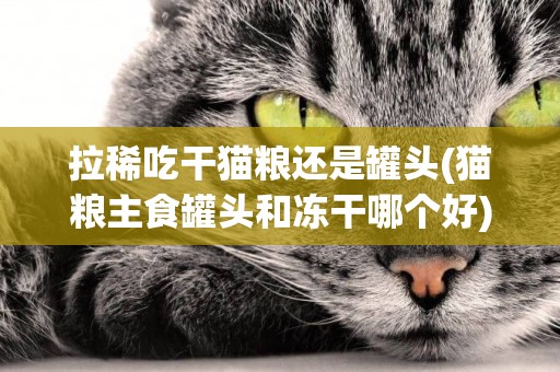 拉稀吃干貓糧還是罐頭(貓糧主食罐頭和凍干哪個好) 