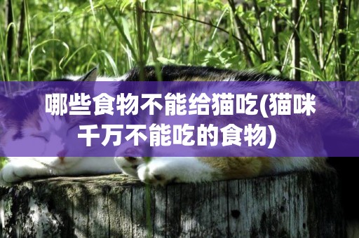 哪些食物不能給貓吃(貓咪千萬不能吃的食物) 