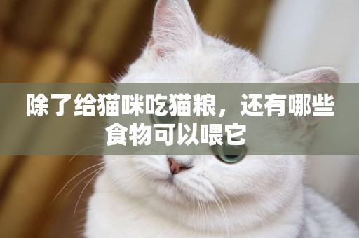 除了給貓咪吃貓糧，還有哪些食物可以喂它 
