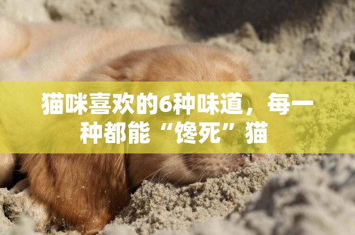 貓咪喜歡的6種味道，每一種都能“饞死”貓 