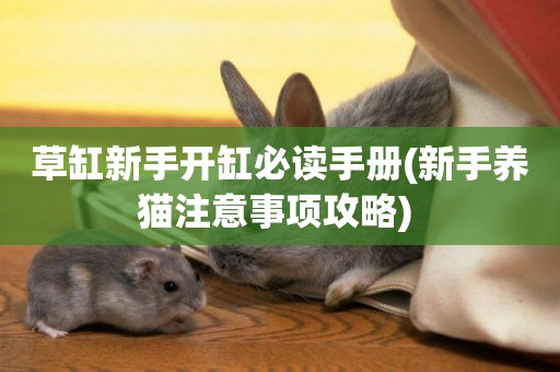 草缸新手開缸必讀手冊(新手養貓注意事項攻略) 