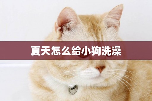 夏天怎么給小狗洗澡
