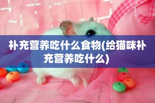 補充營養吃什么食物(給貓咪補充營養吃什么) 