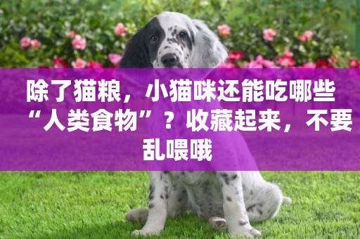 除了貓糧，小貓咪還能吃哪些“人類食物”？收藏起來，不要亂喂哦 