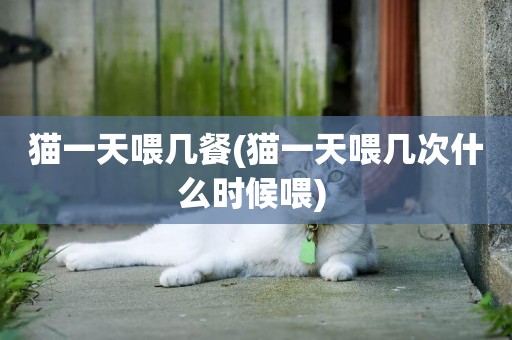 貓一天喂幾餐(貓一天喂幾次什么時候喂) 