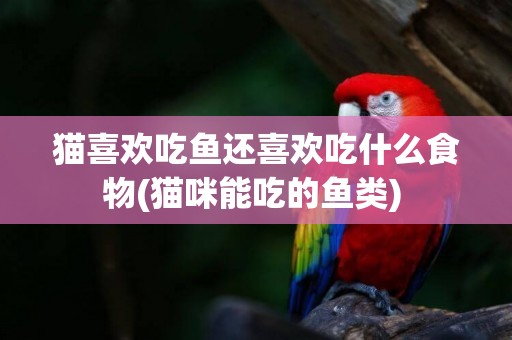 貓喜歡吃魚還喜歡吃什么食物(貓咪能吃的魚類) 