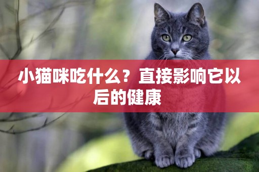 小貓咪吃什么？直接影響它以后的健康 