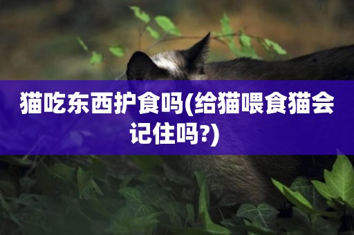 貓吃東西護食嗎(給貓喂食貓會記住嗎?) 