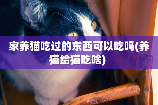 家養貓吃過的東西可以吃嗎(養貓給貓吃啥) 