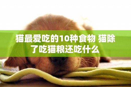 貓最愛吃的10種食物 貓除了吃貓糧還吃什么 