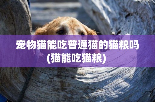 寵物貓能吃普通貓的貓糧嗎(貓能吃貓糧) 