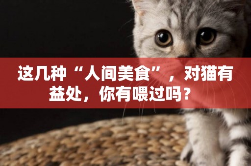 這幾種“人間美食”，對貓有益處，你有喂過嗎？ 