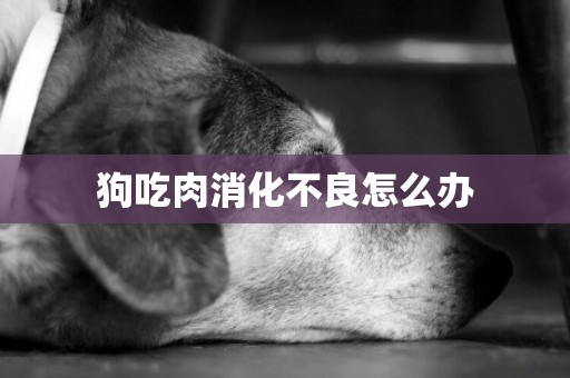 狗吃肉消化不良怎么辦