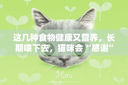 這幾種食物健康又營養，長期喂下去，貓咪會“感謝”你 