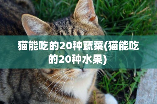 貓能吃的20種蔬菜(貓能吃的20種水果) 