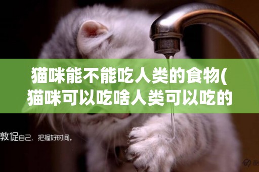貓咪能不能吃人類的食物(貓咪可以吃啥人類可以吃的食物) 