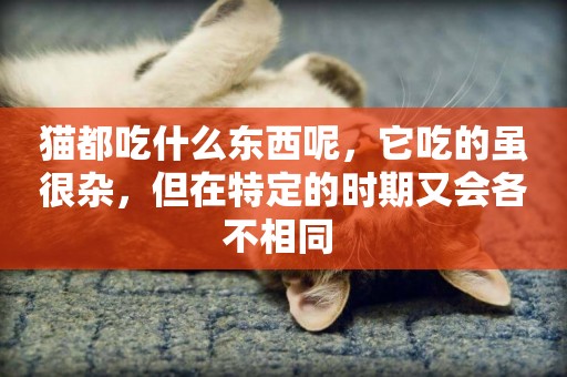 貓都吃什么東西呢，它吃的雖很雜，但在特定的時期又會各不相同 