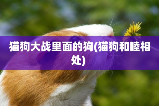貓狗大戰里面的狗(貓狗和睦相處) 