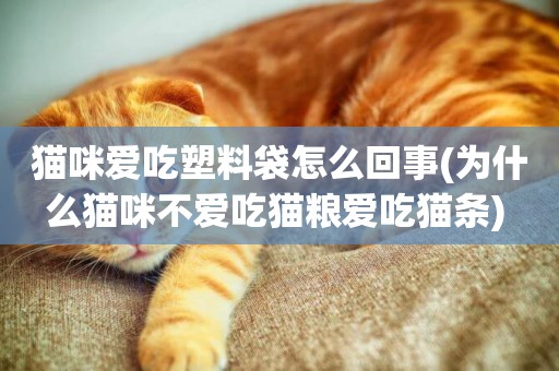 貓咪愛吃塑料袋怎么回事(為什么貓咪不愛吃貓糧愛吃貓條) 