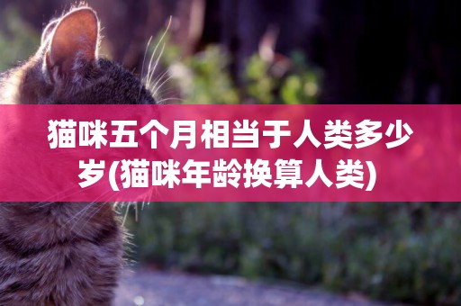 貓咪五個月相當于人類多少歲(貓咪年齡換算人類) 