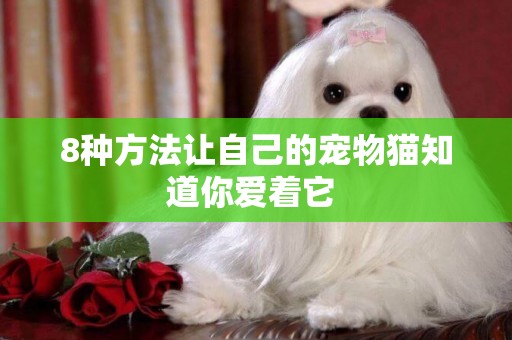 8種方法讓自己的寵物貓知道你愛著它 