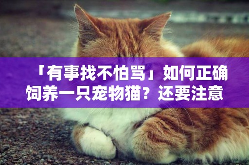 「有事找不怕罵」如何正確飼養一只寵物貓？還要注意哪些衛生？ 